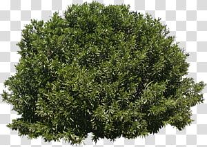 Bushes Png, Evergreen Bushes, Norway Spruce Tree, Leyland Cypress Trees, Architecture Trees, Green Arch, Berlin Techno, Creepers Plants, Trees Top View