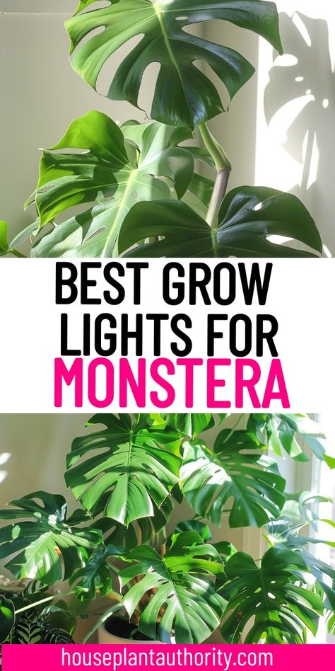 Our article on healthy monstera leaves offers all the tips you need for long-lasting indoor plants. Discover the best Monstera plant care practices to keep your houseplants thriving. Monstera Deliciosa Indoor, Indoor Plants For Beginners, Pothos Plant Care, Monstera Plant Care, Plants For Beginners, Best Grow Lights, Light Setup, Plant Care Tips, Grow Light Bulbs