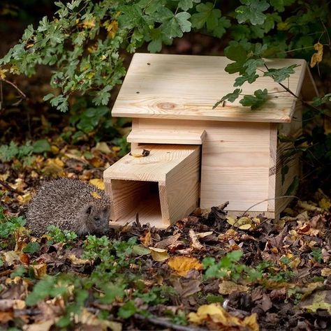 Hedgehog House, Bird Houses, Diy Garden, Bird House, Mammals, Garden Plants, Woodworking, Outdoor Decor, Plants