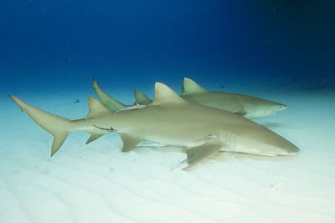 Lemon Shark | Lemon Shark Pictures - Negaprionbrevirostris Images Lemon Shark, Aquarium Pictures, Types Of Sharks, Shark Pictures, Species Of Sharks, Small Shark, Bull Shark, Shark Swimming, Shark Tattoos