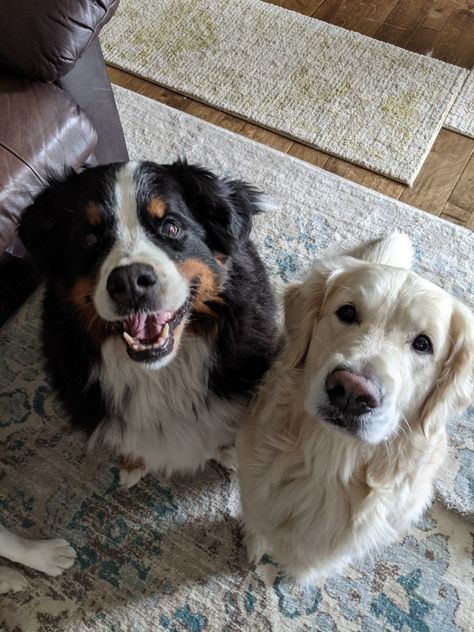 Big Dog Aesthetic, Bernese Mountain Dog Aesthetic, Bernese Mountain Dog And Golden Retriever, St Bernard Bernese Mountain Dog, Saint Bernard Dog Aesthetic, Bernese Mountain Dog Mixed With Golden Retriever, Burmese Mountain Dogs, Bernese Mountain Dog Puppy, Dog Essentials