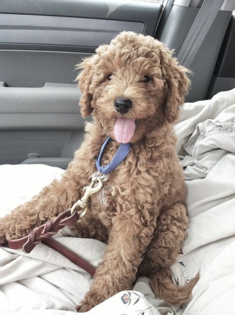 Dog Labradoodle, Labradoodle Puppies, Golden Doodles, Dog Mommy, Cockapoo Puppies, Emotional Support Dog, Australian Labradoodle, Doodle Puppy, Labradoodle Puppy