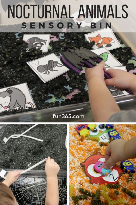 Night Time Sensory Bin, Night Creatures Preschool, Nocturnal Animals Dramatic Play, Nocturnal Animal Sensory Bin, Bat Sensory Bin, Nocturnal Animals Preschool Science, Nocturnal Animals Sensory Bin, Nocturnal Animals Preschool, Animal Sensory Bin