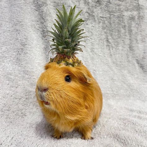 Pig Pics, Guinea Pigs Funny, Baby Guinea Pigs, Pet Guinea Pigs, Cute Small Animals, Cute Guinea Pigs, Guinea Pig Cage, Funny Animal Photos, Cute Piggies