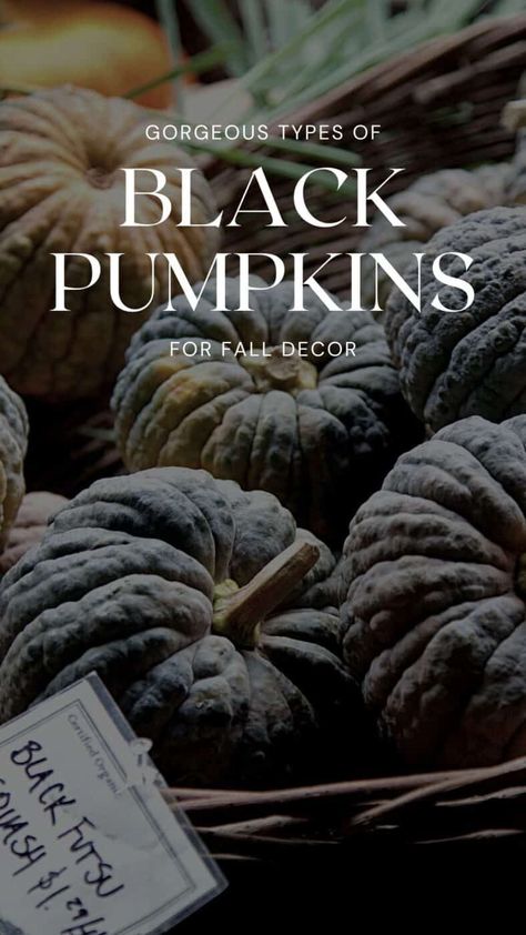 Looking for some natural black pumpkins for your fall celebrations? Read on to learn all about some of the best varieties of black pumpkins to find for autumn. Black Fall Decorations, Black Pumpkin Decor, Planting Pumpkin Seeds, Making Pumpkin Puree, Black Pumpkins, Natural Fall Decor, Types Of Pumpkins, Pumpkin Varieties, Garden Escape