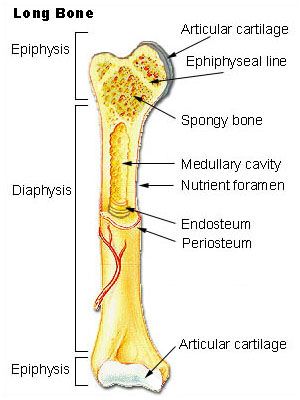 Skeletal Series A: The Biological Basis of Bone and Anatomical Directional Terms – These Bones Of Mine Human Body Bones, Body Bones, Anatomy Bones, Musculoskeletal System, Human Anatomy And Physiology, Medical Anatomy, Medical Studies, Anatomy Study, Bones And Muscles