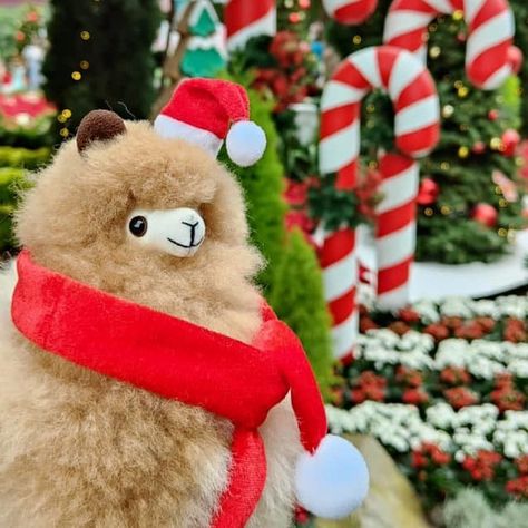 Let's all get into the Christmas spirit! 🎄🎅 INKARI alpacas are enjoying this holiday season to the max and want to wish you a happy Christmas Eve ♥️ Tag a friend to wish them an amazing Christmas as well 👇 🔎 Find your favourite alpaca on www.inkari-alpaca.com 🙌 Meet 1000s of other #alpacaexperts on the VIP Member Facebook Group 📸 @ VIP Hui Hui Alpaca Christmas, Llama Pictures, Llama Christmas, Happy Christmas Eve, Cute Llama, Cute Stuffed Animals, Christmas Wallpaper, Christmas Pictures, Happy Christmas