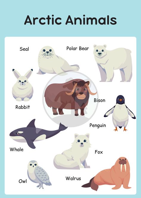 Bring the beauty of the Arctic to your child’s learning space with this cute blue and white Arctic animals poster! Featuring simple and adorable illustrations of polar bears, penguins, and seals, this poster is both educational and fun. Ideal for classrooms, playrooms, or nursery decor, it helps kids learn about Arctic wildlife while brightening up any space.

#ArcticAnimals #KidsRoomDecor #EducationalPoster #PrintableForKids #CuteAnimals November Montessori, Arctic Crafts, Polar Bears Activities, Arctic Wildlife, Polar Bear Theme, Cute Template, Antarctic Animals, Educational Decor, Animals Poster