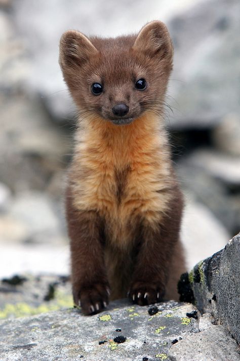 I agree that stoats are cute but what about baby pine martens? - Imgur  OMG, Like a little bear colored fert! Scottish Animals, Pine Marten, Rare Animals, Airbrush Art, Cute Creatures, Sweet Animals, Animal Planet, Funny Animal Pictures, Animal Photo