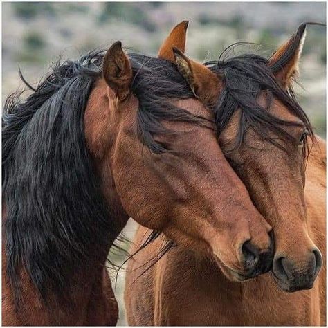 Two Horses, Most Beautiful Horses, Majestic Horse, All The Pretty Horses, Horse Crazy, About Animals, Horse Equestrian, Horse Life, Horse Photos