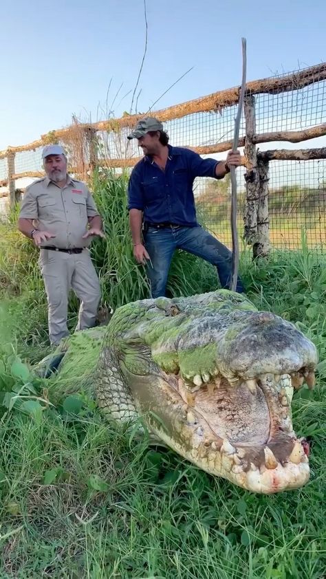 earthfocus on Instagram: Tripod the giant saltwater croc! 🐊 Have you ever seen one this size? Video by @jayprehistoricpets & @mattwright Explore. Share. Inspire:… Crocodile Videos, Monster Video, Huge Monster, Exotic Mammals, Saltwater Crocodile, Animal Adaptations, Fierce Animals, Cutee Animals, Outback Australia