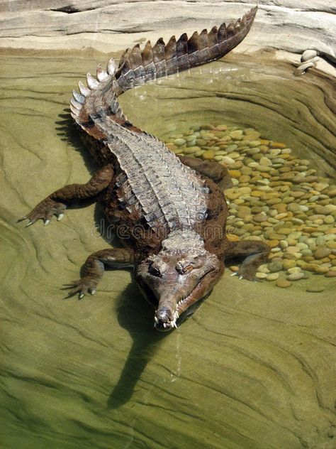 Gharial. Close Up Profile View Of False Gharial , #affiliate, #Close, #Gharial, #Profile, #False, #View #ad False Gharial, Freshwater Crocodile, Profile View, Prehistoric Animals, Crocodiles, Stock Photography Free, Amphibians, Reptiles, Java