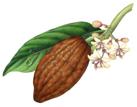 Watercolor painting of a cacao plant with leaf, flowers and brown fruit pod. Cocoa Flower Tattoo, Cacao Plant Illustration, Cocoa Plant Illustration, Cacao Tree Illustration, Strawberries Packaging, Cacao Flower, Cocoa Flower, Cacao Plant, Chocolate Plant