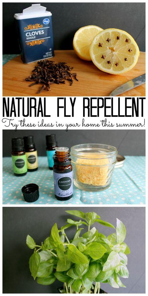 Try these natural fly repellent ideas for your home this summer! Ant Repellant, Fly Repellant Diy, Natural Fly Repellant, Fruit Fly Trap Diy, Homemade Bug Repellent, Diy Bug Repellent, Diy Mosquito Repellent, Get Rid Of Flies, Fly Spray