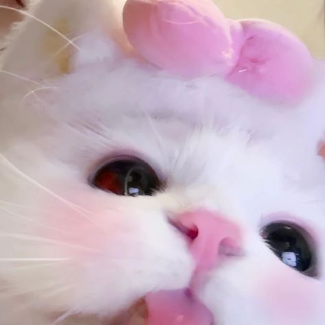 Pink Cat Icon, Cute Pics Of Cats, Cat Memes Hilarious, Memes Hilarious Laughing, Muka Lelaki, Pink Pfp, Ugly Cat, Cute Pics, Image Chat