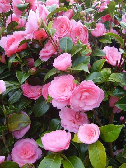 Camellia Flowers, Camilia Flower Tree, Camila Flower, Camellia Bouquet, Camilla Flowers, Camellia Flower Aesthetic, Camellia Japonica Tree, Flowers Camelia, Pink Camellia