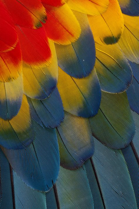 Scarlet Macaw feather pattern Scarlet Macaw Aesthetic, Macaw Aesthetic, Feather Aesthetic, Parrot Pattern, Macaw Feathers, Parrot Feather, Scarlet Macaw, Brazilian Fashion, Feather Texture