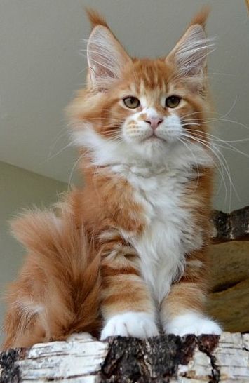 Ginger Maine Coone Cat, Maine Coone, Söt Katt, Norwegian Forest, Forest Cat, Norwegian Forest Cat, Orange Cats, Orange Tabby, Cat Care