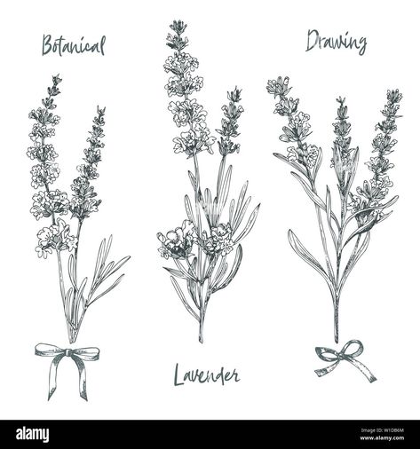 Download this stock vector: Set of hand drawn sketch of Lavender flower and cute bows isolated on white background. France provence retro pattern for romantic fresh design - W1DB6M from Alamy's library of millions of high resolution stock photos, illustrations and vectors. Lavender Sketch Drawings, Lavender Flowers Sketch, Lavender Botanical Drawing, Lavender Line Drawing, Witchy Logos, Lavender Outline, Lavender Sketch, Lavender Drawing, Lavender Tattoo