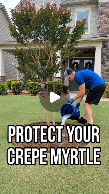 Elite Turf Care on Instagram: "Protect your Crepe Myrtle now!!!  There is a relatively new insect infestation that is sweeping across the Southern United States.  It's called Crepe Myrtle bark scale(CMBS).  CMBS appears as white or gray bumps on the trunk and branches of the tree.  This insect will lodge under the loose exfoliating bark of the plant where it will feed on the juices of the tree.  In turn, the scale produces a sugary waste product resulting in the formation of a black sooty mold throughout.  It is said that CMBS will not kill the host but only cause severe aesthetic damage.  If it is not caught in time the crepe myrtle will turn completely black and will have difficulty leafing out in the spring (if it even leaves out at all).  The best defense against these critters is to a White Crape Myrtle Tree, White Crape Myrtle Tree Landscaping, Row Of Crepe Myrtle Trees, Crepe Mertyl Bush, Crape Myrtle Tree Landscaping, Black And White Garden Ideas, White Crepe Myrtle Trees, What To Plant Under Crepe Myrtle, Crape Myrtle Landscaping