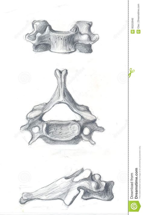 Cervical Vertebrae Drawing, Vertabae Bone Drawing, Spine Sketch, Spine Lamp, Vertebrae Drawing, Bone Sketch, Vertebrae Art, Skeleton Art Drawing, Bones Illustration