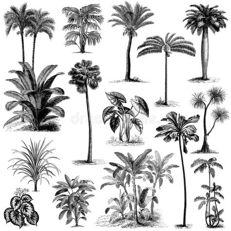 Vintage hand drawn palm trees set 2. Big set of vintage hand drawn palm tree and #Sponsored , #ADVERTISEMENT, #advertisement, #drawn, #Vintage, #trees, #palm Palm Tree Sketch, Palm Tree Tattoo Ankle, Wilderness Tattoo, Palm Tree Drawing, Tree Drawings Pencil, Cartoon Trees, Palm Tree Tattoo, Tree Sketches, Black And White Tree