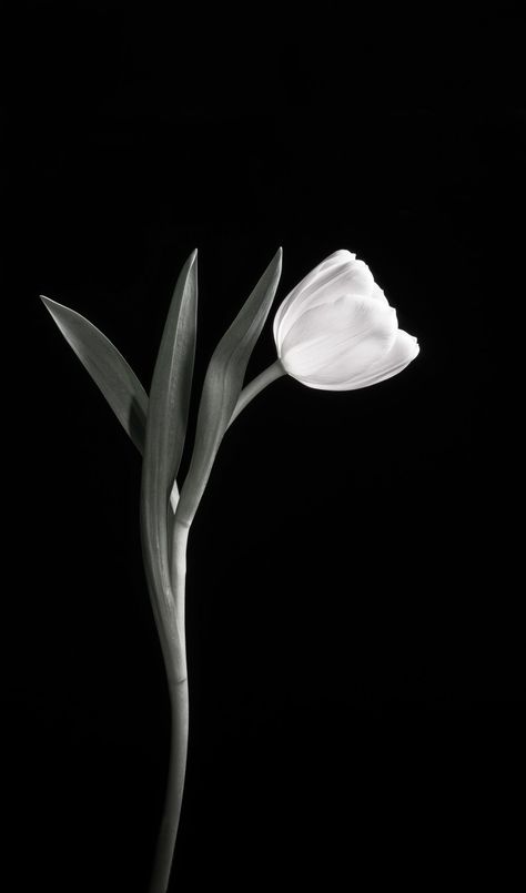 Black N White Aesthetic Wallpaper, Black N White Wallpapers, Dark Tulips, Glam Wallpaper, Flowers Black Background, Floral Paintings Acrylic, Black Hd Wallpaper, Qhd Wallpaper, Iphone Dynamic Wallpaper