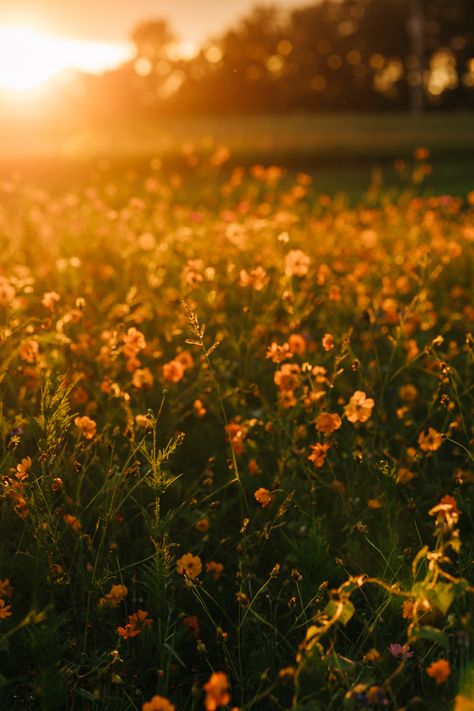 Golden hour flower field photos Yellow Nature Aesthetic, Field Photos, Yellow Nature, Best Cameras, Golden Hour Photos, Golden Hour Photography, Aesthetic Travel, Sunflower Fields, Yellow Aesthetic