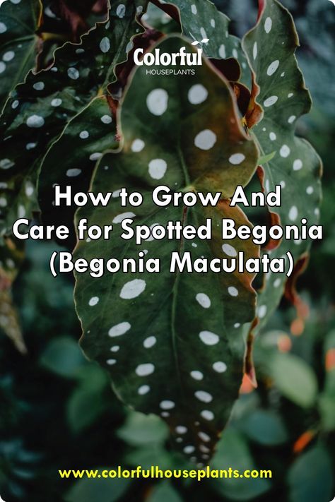 How to Grow and Care for Spotted Begonia Spotted Begonia, Begonia Plant, Begonia Maculata, Low Maintenance Plants, Garden Gate, Garden Stuff, Garden Gates, Welcome To The World, How To Grow