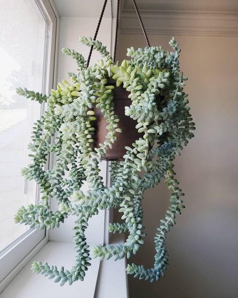 Best Indoor Hanging Plants, Kaktus Dan Sukulen, Low Maintenance Indoor Plants, Indoor Succulents, Easy House Plants, Plant Hanging, Support Pour Plante, Hanging Plants Indoor, Longwood Gardens