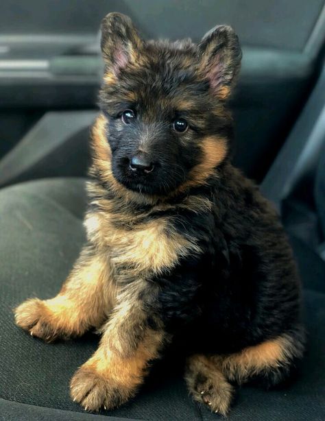 Athletic Dogs, Dog Cuts, Dog Activities, Shepherd Puppies, German Shepherd Puppies, A Puppy, Baby Dogs, German Shepherd Dogs, Shepherd Dog