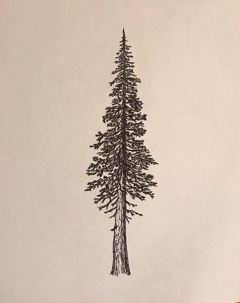 Doug Fir Tattoo, Douglas Fir Tree Drawing, Aesthetic Tree Tattoo, Antler Spine Tattoo, Traditional Pine Tree Tattoo, Douglas Fir Tree Tattoo, Fir Tree Tattoos, Douglas Fir Tattoo, Redwood Tree Tattoo