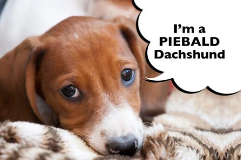 What Is A Piebald Dachshund? - I Love Dachshunds Piebald Dachshund, Dachshund Breed, Dog Behaviorist, Dapple Dachshund, White Patches, White Tip, Dachshund Puppies, American Kennel Club, Dark Eyes