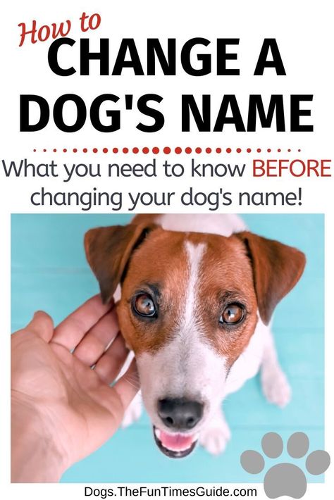 Here's how to rename a dog and what you need to do first — BEFORE calling your dog by a new name. See when it makes the most sense to change a dog's name, when you shouldn't change a dog's name. Plus, the steps you should go through to change your dog's name AND how to get your dog to learn its new name! #dognames #newdog #dogowner #dogownertips #dogmom #rescuedog #dogrescue #dogadoption #dogadvice First Time Dog Owner, Dog Training At Home, Dog Owner Tips, Best Puppy Names, New Dog Owner, Dog Commands, Dog Advice, Dog Behavior Problems, Training At Home