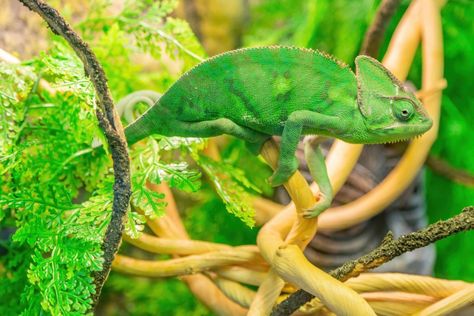 Pet chameleon on a branch inside a chameleon cage. Chameleon Terrarium, Chameleon Enclosure, Chameleon Cage, Build A Terrarium, Veiled Chameleon, Zoological Garden, First Watch, High Calcium, Reptile Terrarium