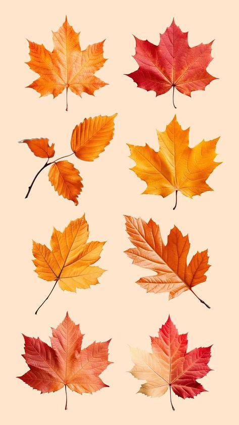 Autumn leaves isolated element set | premium image by rawpixel.com / audi Autumn Leaf Aesthetic, Leaf Carving, Red Maple Leaf, Art Leaves, Harvest Wreath, Fall Background, Set Ideas, Red Maple, Awesome Designs