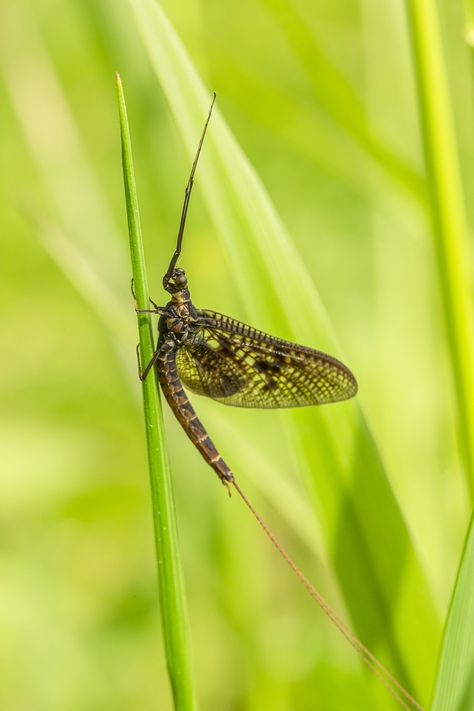 Mayfly Macro Insect, #Mayfly, #Insect, #Macro Cute Videos, Animals Video, Mayfly, Funny And Cute, About Animals, Cute Animal Videos, Public Domain Images, Cats Dogs, Book Photography