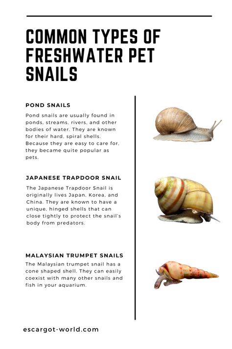 There are many “good” freshwater snails you can add to your aquarium. Actually, if you have fish aquarium, you are probably already familiar with some types of snails. Snail Life Cycle, Types Of Snails, Snail Facts, Snails As Pets, Freshwater Snails, Aquarium Snails, Snail Farming, Pet Snails, Pond Snails