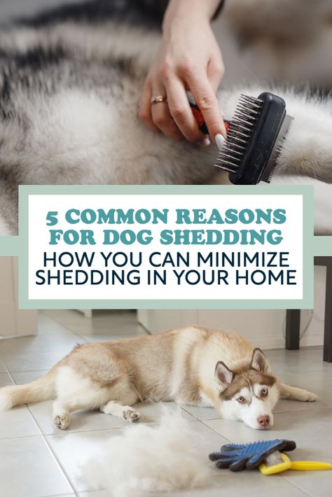 Dog Brush For Shedding, Shedding Dog Tips, Dog Shedding Remedies, Stop Dog Shedding, Dog Probiotics, Hair Removal At Home, Dog Hair Removal, Different Dog Breeds, Dog Brush