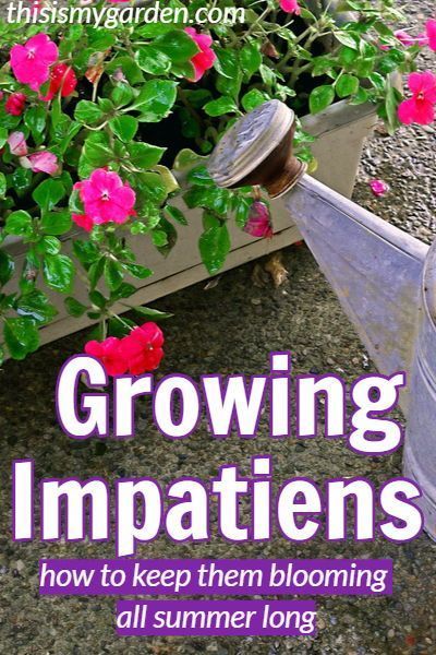 All about Growing Impatiens - how to keep them blooming all year long! #impatiens #flowers #annuals #watering #fertilizing #landscape #potted #hanging #containers #baskets #thisismygarden Impatient Flowers, Garden Balcony Ideas, Impatiens Flowers, Cedar Arbor, Impatiens Plant, Garden Escape, Easy Plants To Grow, Tips For Success, Garden Balcony