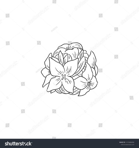 Daphne Flower Illustration, Daphne Flower Drawing, Daphne Tattoo Flower, Daphne Flower Tattoo, Winter Daphne, Daphne Flower, Daphne Odora, Bush Drawing, Flower In Hand