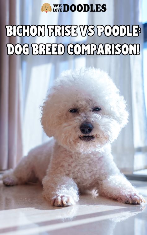 This guide by our team at We Love Doodles will teach you the differences between a Bichon Frise vs Poodle. Before we get started on this dog breed comparison guide, here’s what you need to know. Maybe you have recently found yourself in a situation or feeling that you want to bring a new puppy into your family. Bichon Puppies, Unique Dog Breeds, Beautiful Dog Breeds, Love Doodles, Beautiful Dog, Poodle Dog, Bichon Frise, New Puppy, Dog Breed