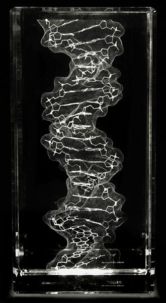 laser  glass sculpture | Bathsheba Sculpture - Mega DNA Mind Pictures, Laser Etched Glass, Dna Art, Microscopic Photography, Dna Model, Biology Art, Electron Microscope, Bio Art, King Solomon