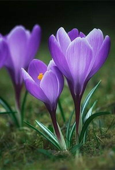 Crocus Flowers, Gardening Design, Crocus Flower, Flower Bulbs, Unusual Flowers, Beautiful Flowers Pictures, Bulb Flowers, Exotic Flowers, Flower Photos