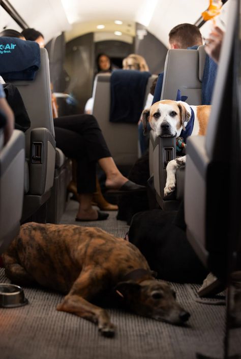 Somehow, the Dog Situation on Airplanes Has Gotten Even Wilder | WIRED Dogs On Planes, Pet Transport, Air One, Emotional Support Animal, Dog Years, Lap Dogs, Us Government, First Humans, Dog Travel