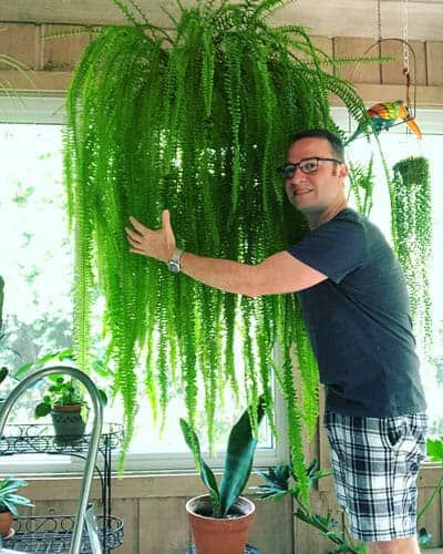 Secrets on How Not to Kill Your Indoor Ferns How To Care For Boston Ferns Indoors, Boston Fern Care Indoor Plants, Boston Fern Care, Boston Fern Indoor, Hanging Ferns, Indoor Ferns, Ferns Care, Ferns Garden, Boston Fern