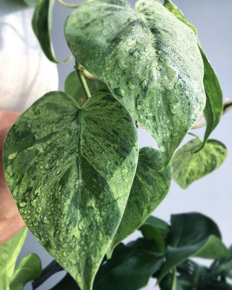 Herban Tropics 👩🏽‍🌾👨🏽‍🌾 on Instagram: “Variegated Heartleaf Philodendron/ Cordatum • • • #variegated #trailingtuesday #aroidaddicts #aroids #phillyplantbul #plantnena…” Philodendron Heartleaf Variegated, Philodendron Cordatum, Heartleaf Philodendron, Philodendron Hederaceum, Summer Plant, Plant Wishlist, Inside Plants, Summer Plants, Plant Collection