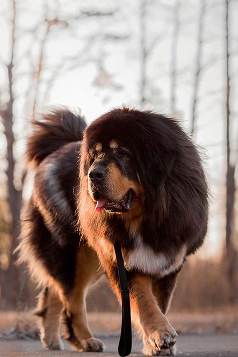 Tibetan Mastiff Dog Breed Information Tiberian Mastiff, Tibetan Mastiff Aesthetic, Mastiff Drawing, Animal Markings, Tibetan Mastiff Puppy, Tibetan Mastiff Dog, Mastiff Dog Breeds, Tattoo Animals, Big Fluffy Dogs