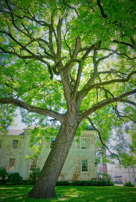 Ecological Restoration, Garden Palette, Juglans Nigra, Amazing Insects, Black Walnut Tree, Goth Garden, California Native Plants, Walnut Tree, Giant Tree