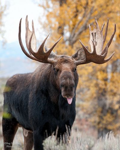 Moose Images Pictures, Alaskan Moose, Moose Painting, Moose Pictures, Moose Deer, North American Animals, Deer Species, Wild Animals Photography, Moose Head